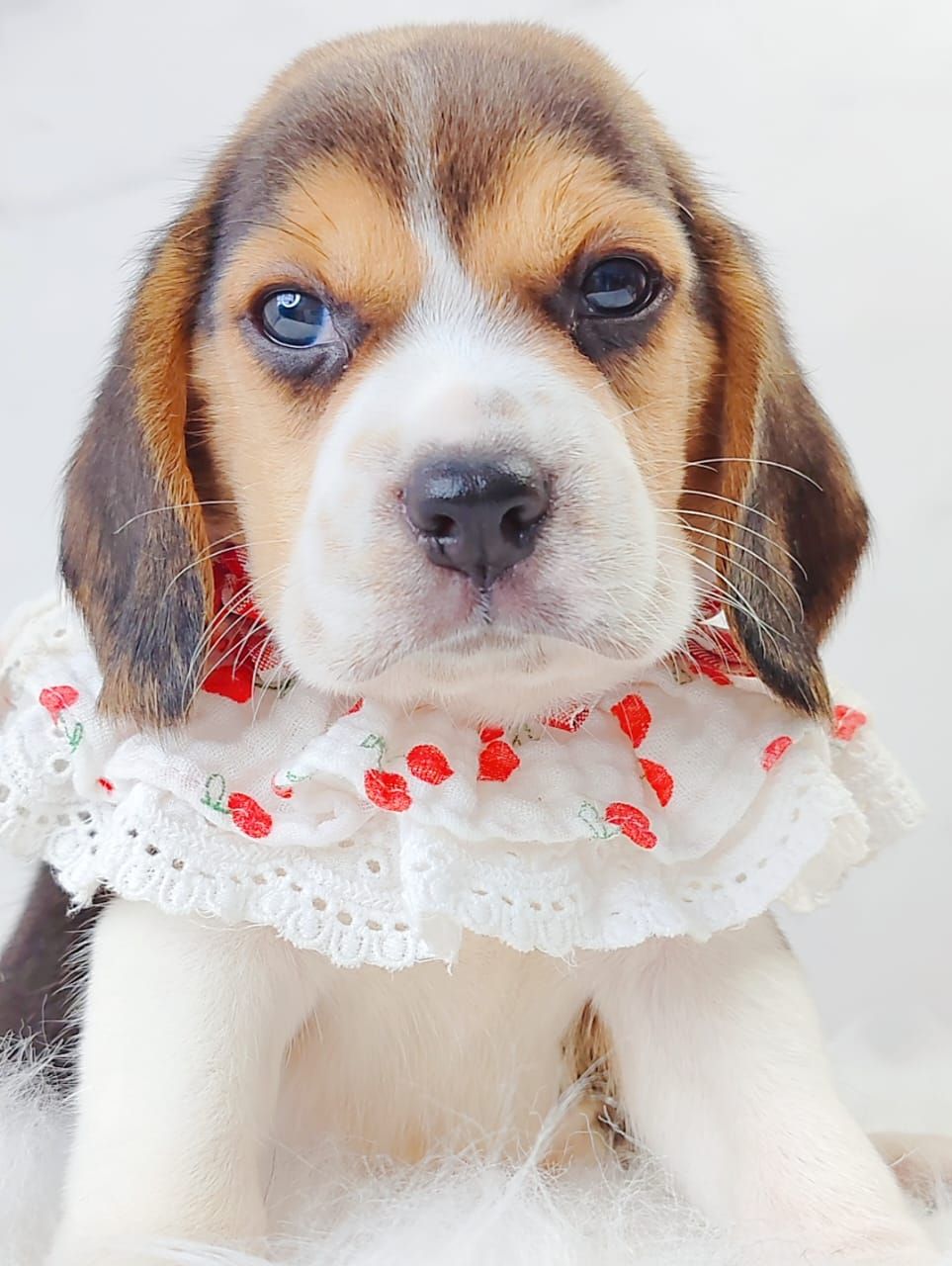 Beagle 米格鲁