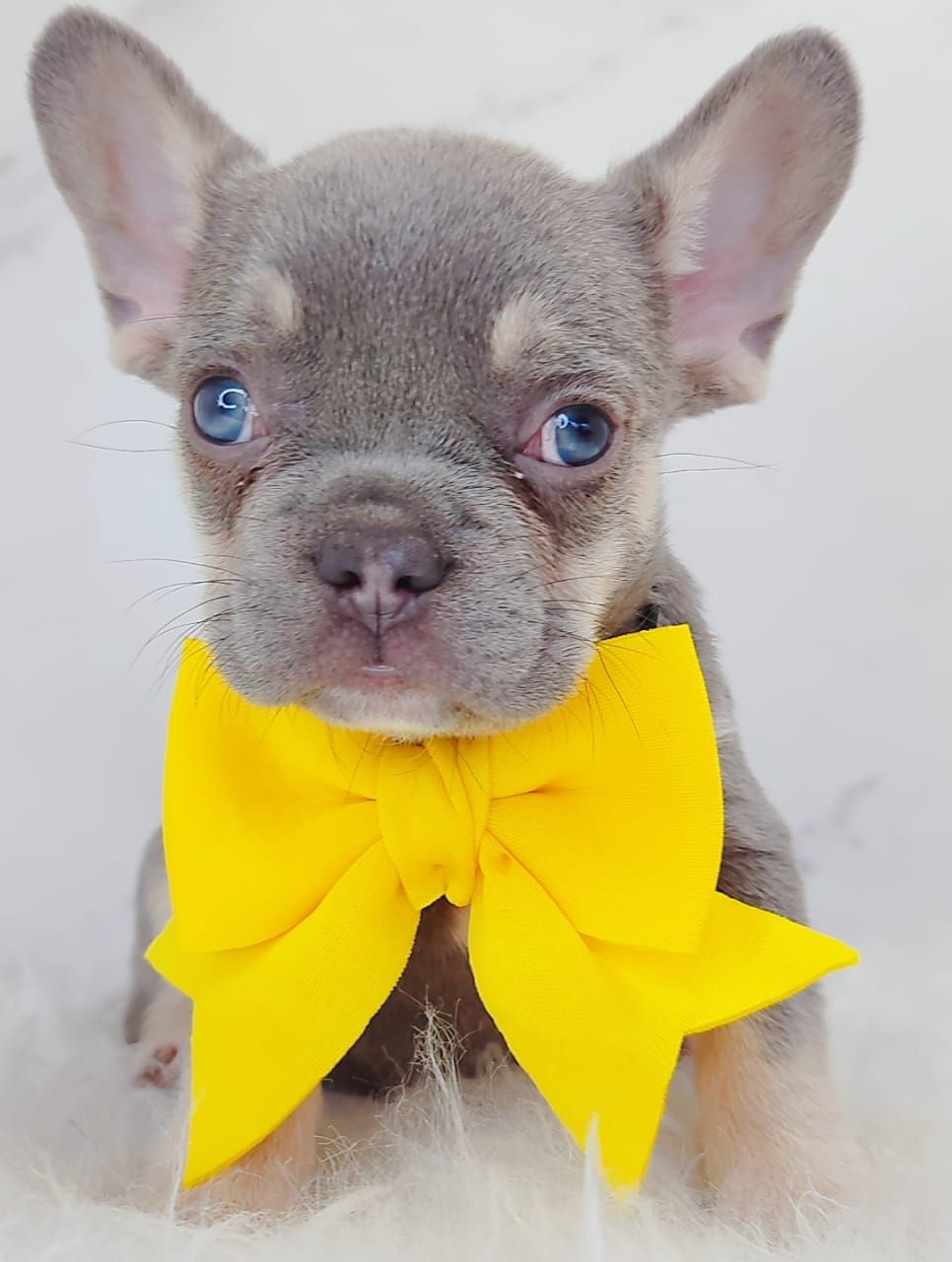 French Bulldog 法斗