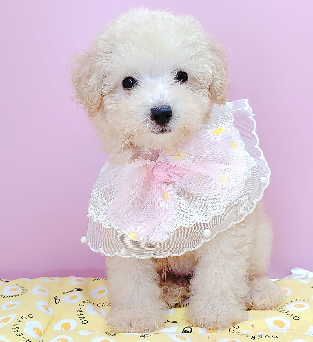 Poodle 娉拌开璐靛