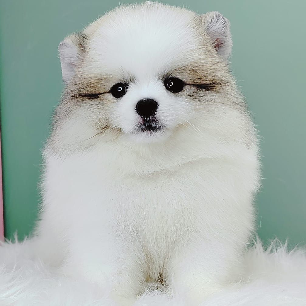 Pomeranian 博美