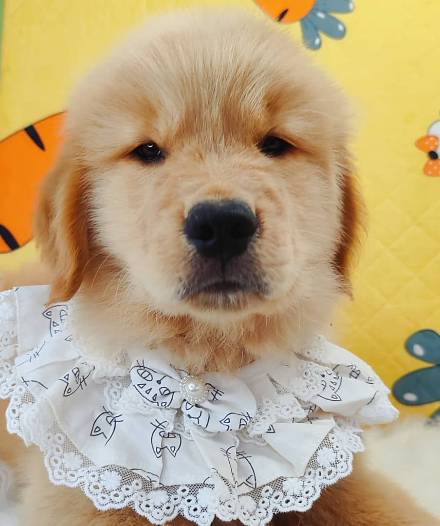 Golden Retriever 黄金猎犬
