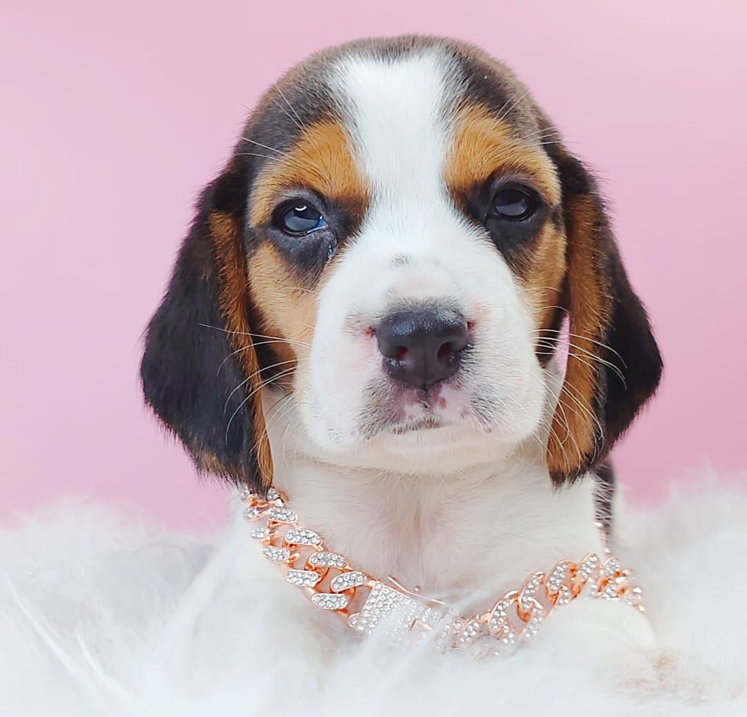 Beagle 米格鲁