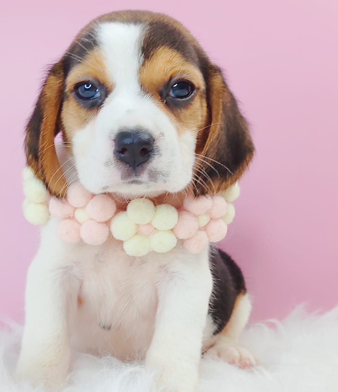 Beagle 米格鲁