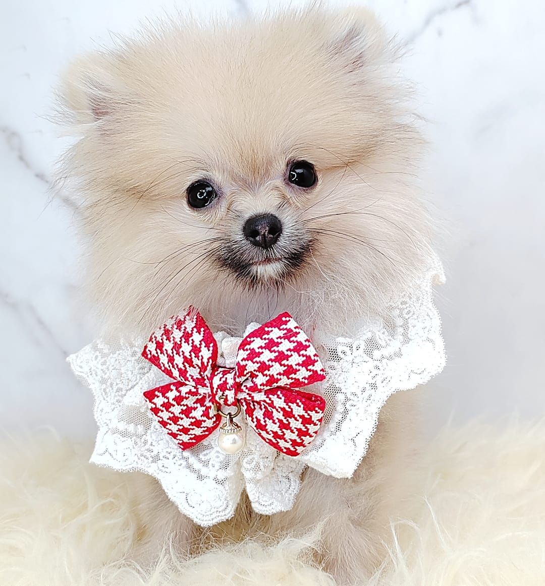 Pomeranian 博美