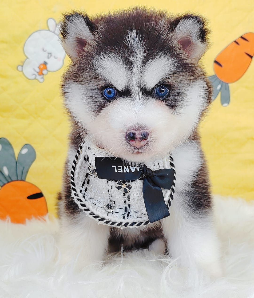 Wooly Alaskan 长毛哈士奇