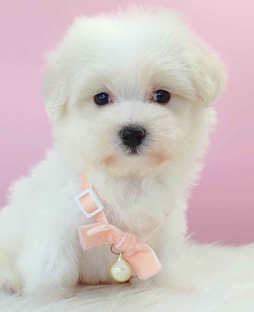 Maltipoo 马尔泰迪
