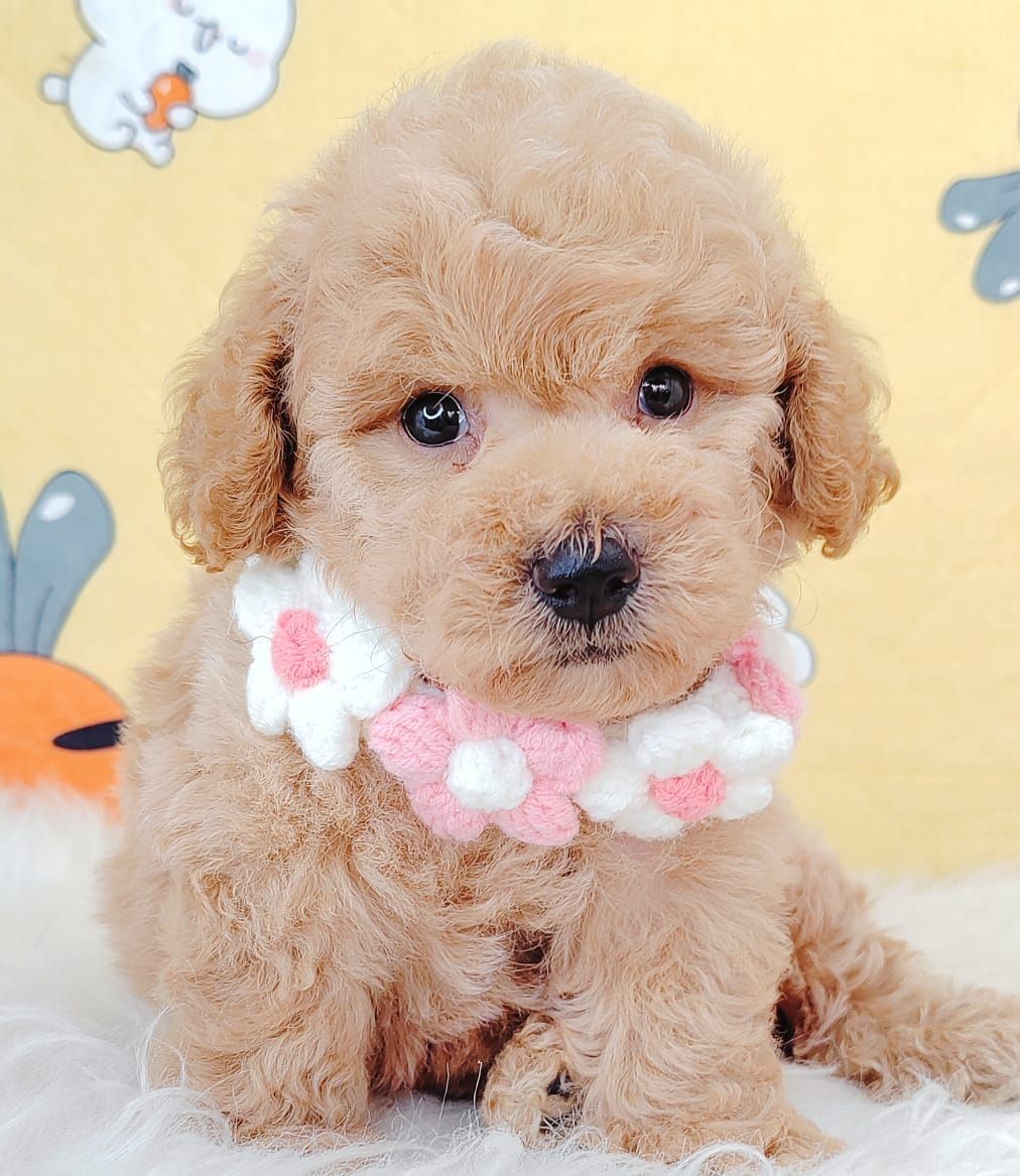 Poodle 璐靛娉拌开