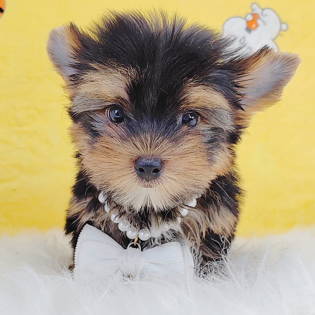 Yorkshire Terrier 约克夏