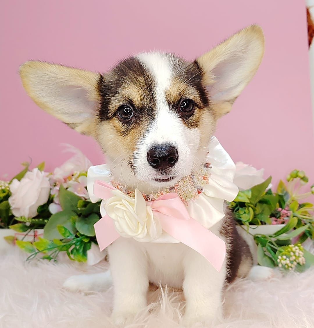 Welsh Corgi 柯基