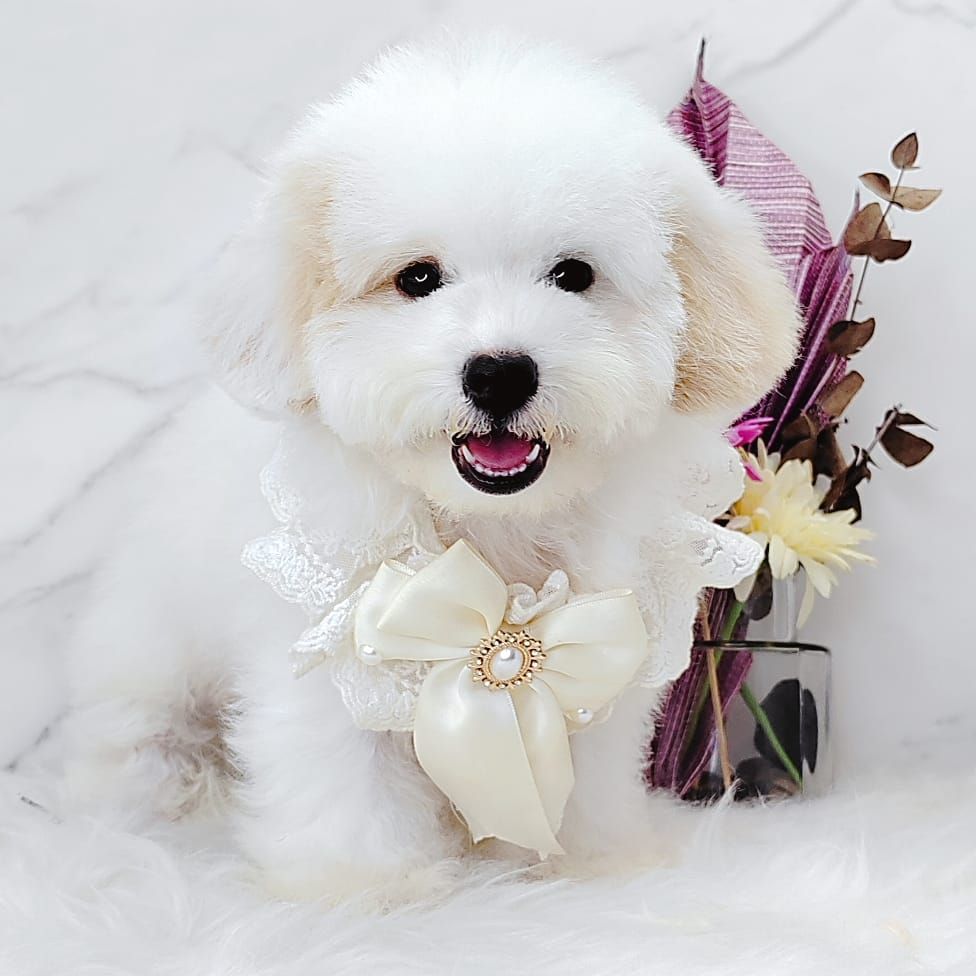 Poodle 娉拌开璐靛