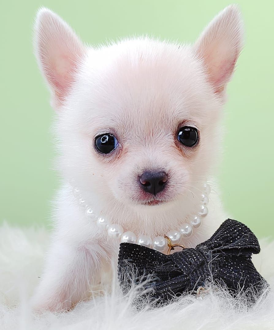 Chihuahua 吉娃娃