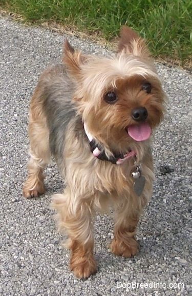 Yorkshire Terrier 约克夏