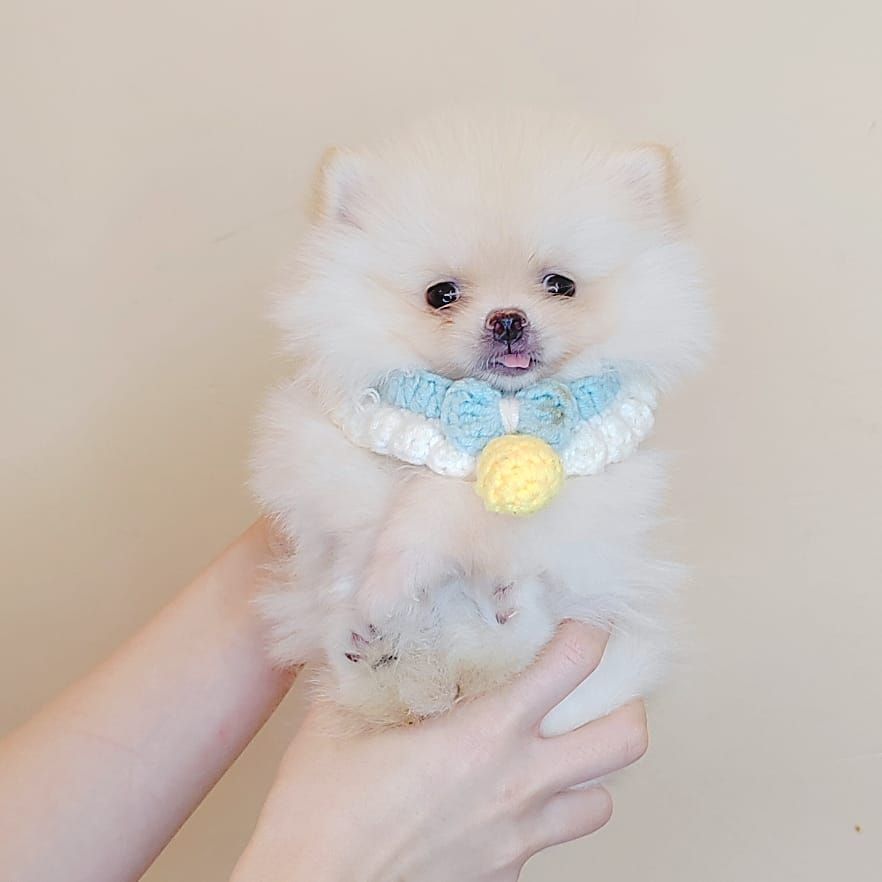 Pomeranian 博美