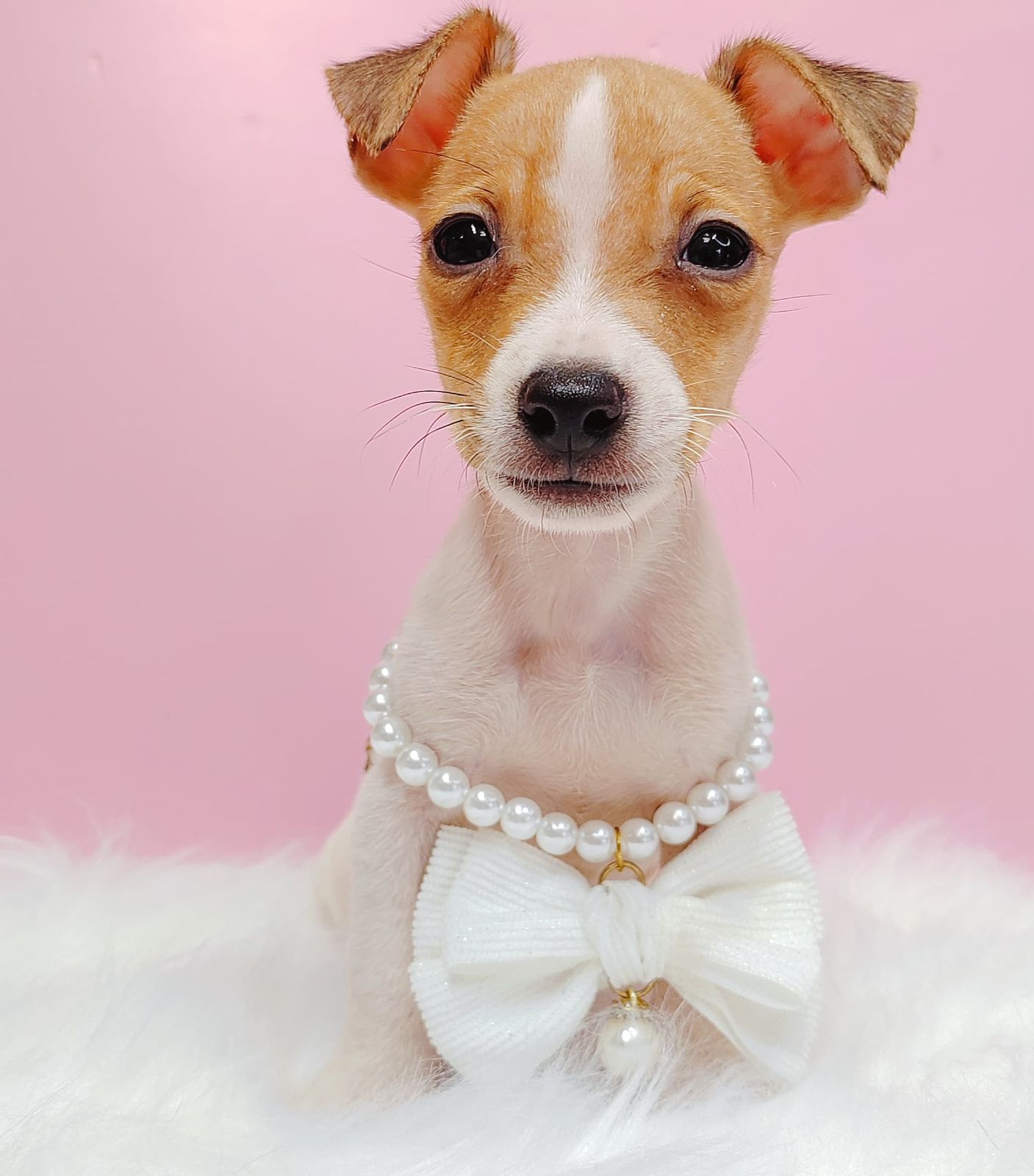 Jack Russell Terrier 杰克罗素梗