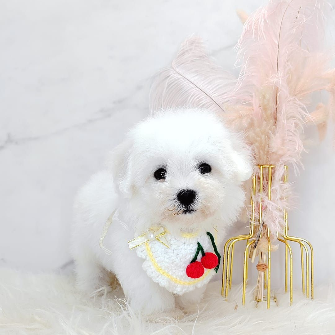 Maltipoo 马尔泰迪