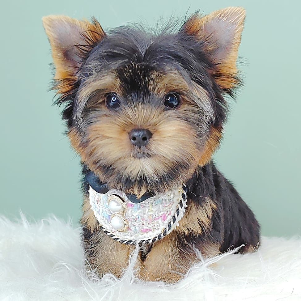 Yorkshire Terrier 约克夏
