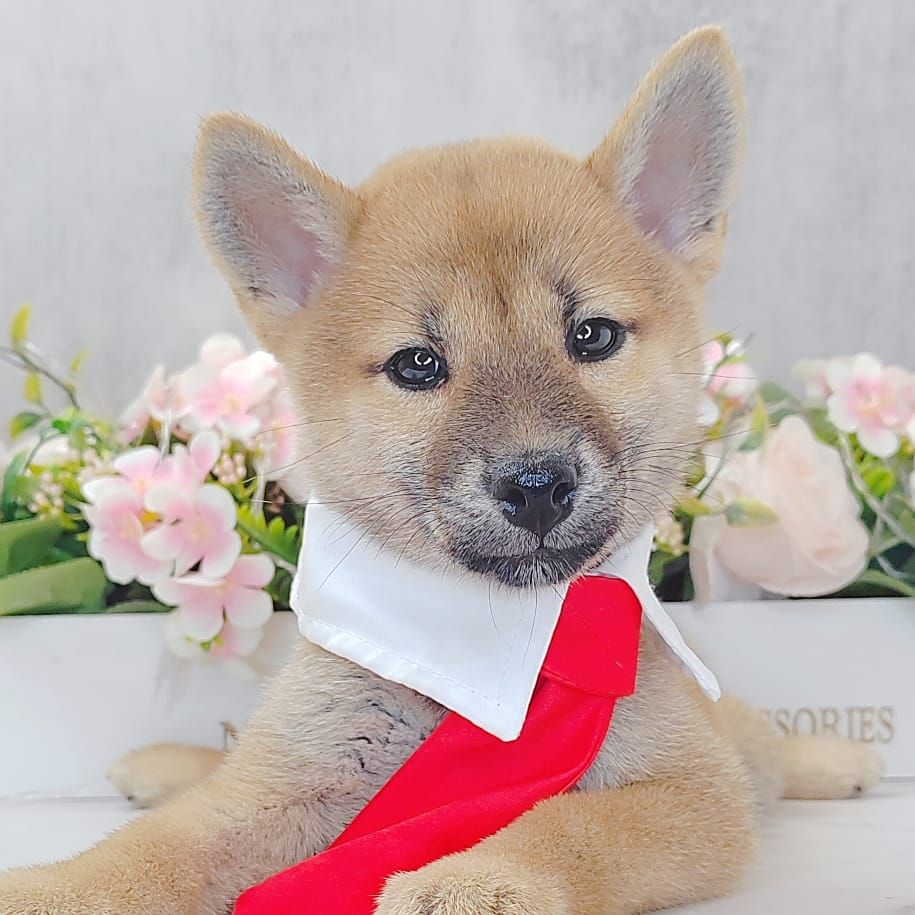 Shiba inu 柴犬