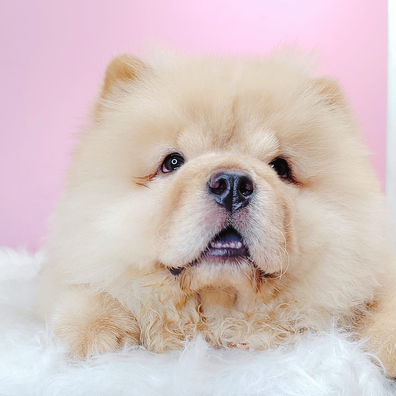 Chow Chow 松狮犬