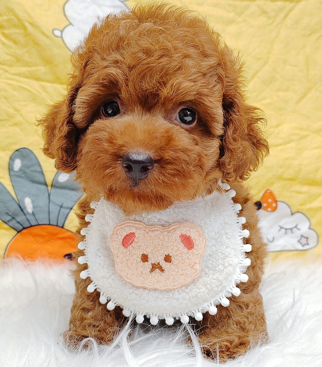 Poodle 娉拌开璐靛