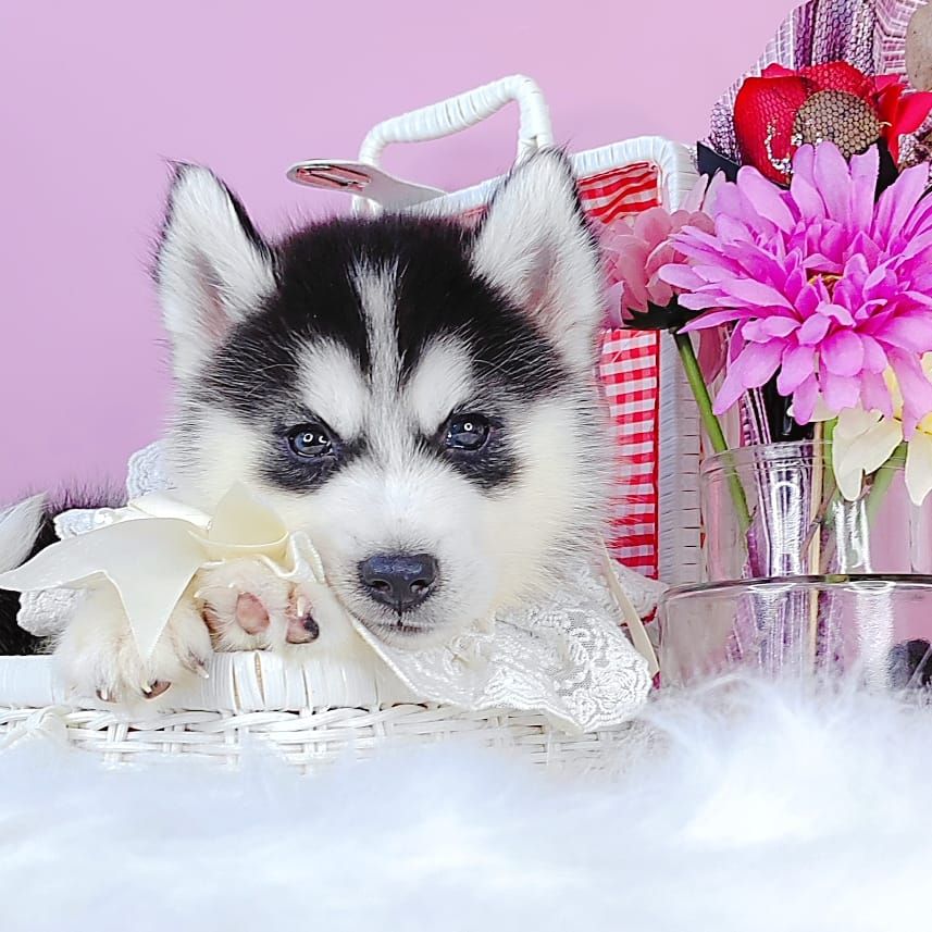Siberian Husky 西伯利亚哈士奇