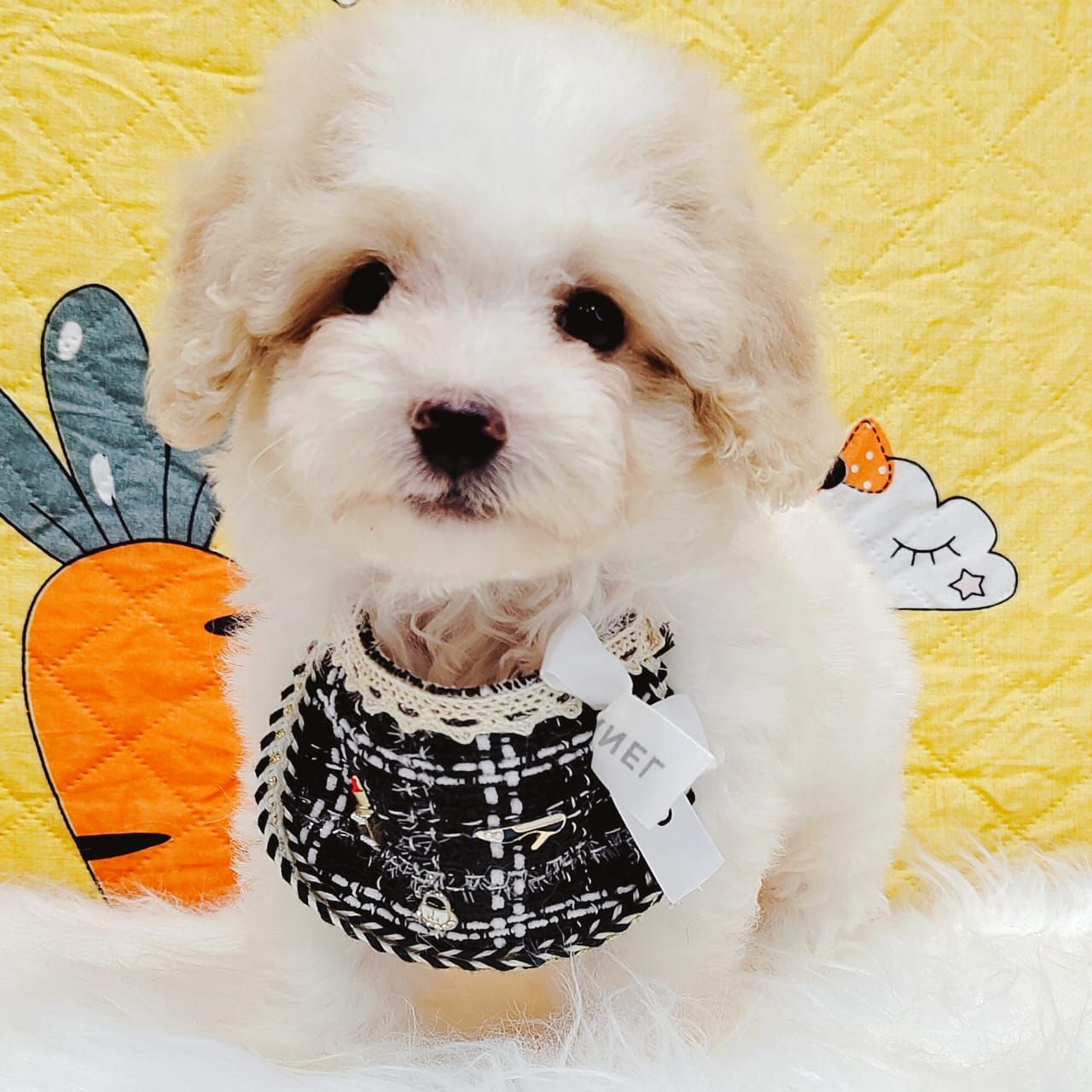 Maltipoo 马尔泰迪