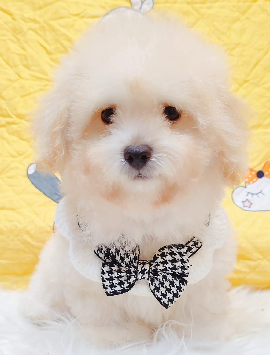 Poodle 娉拌开璐靛