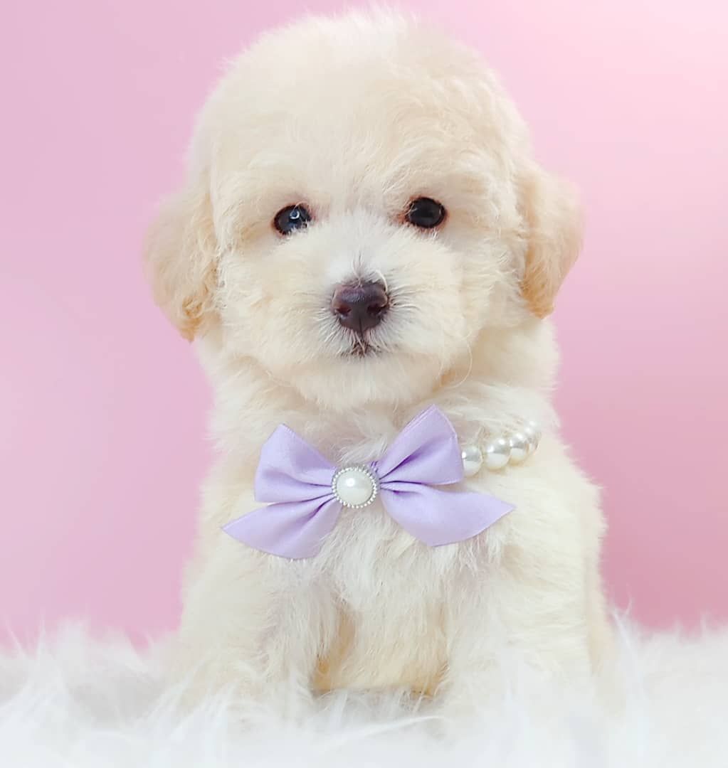 Maltipoo 马尔泰迪