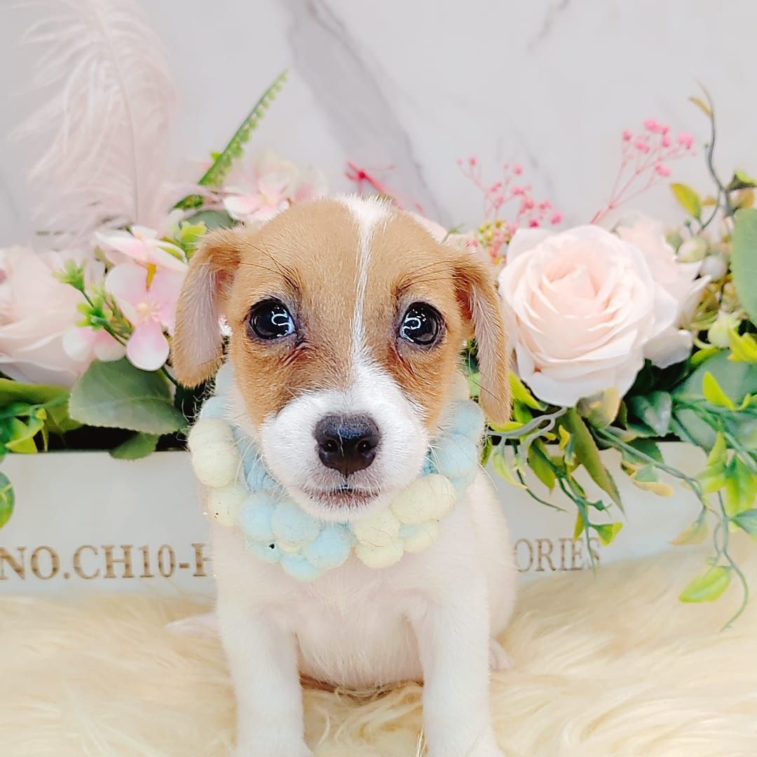 Jack Russell Terrier 杰克罗素梗