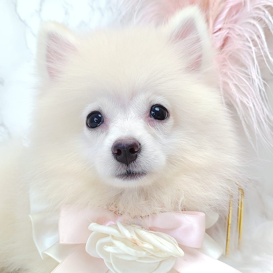 Pomsky 博士奇