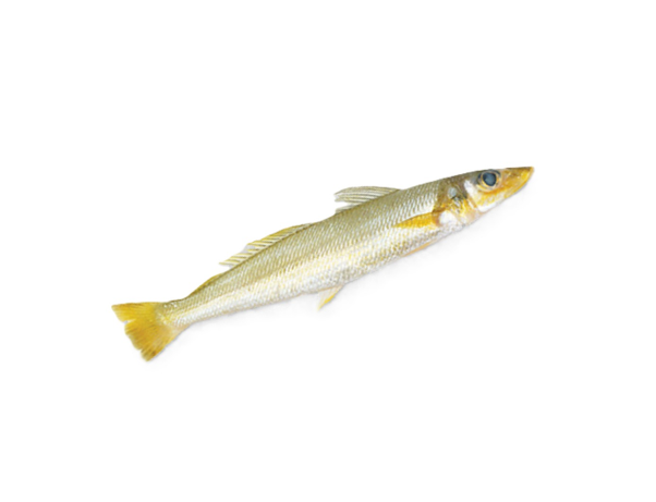 Silver Sillago