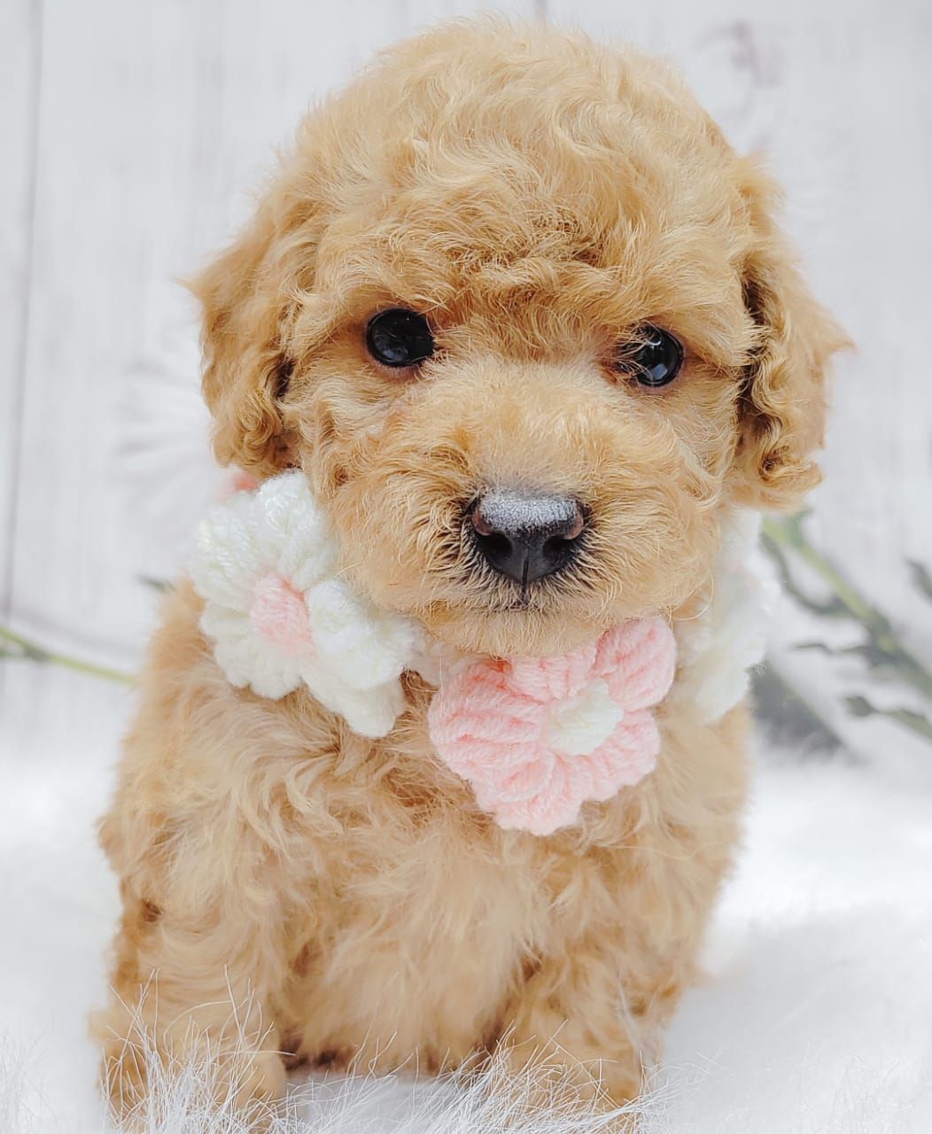 Poodle 娉拌开璐靛