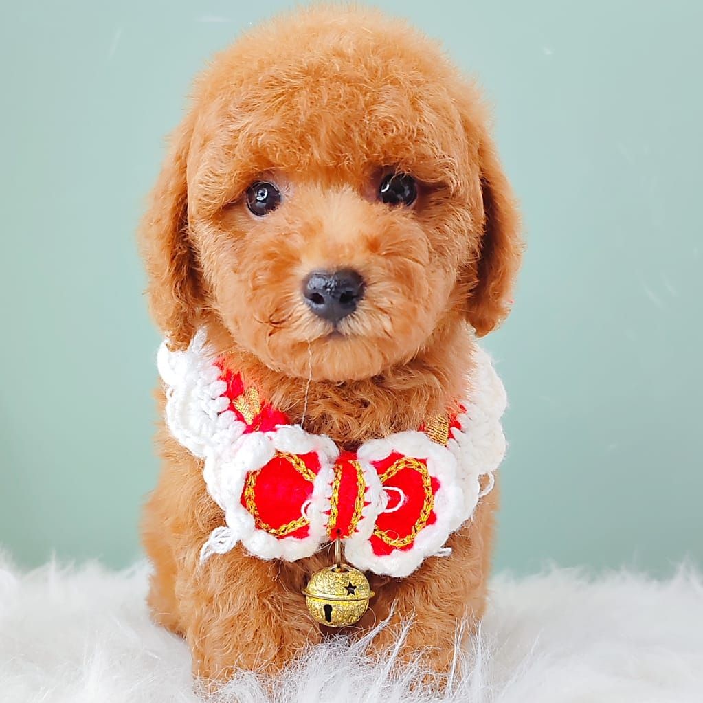 Poodle 璐靛娉拌开