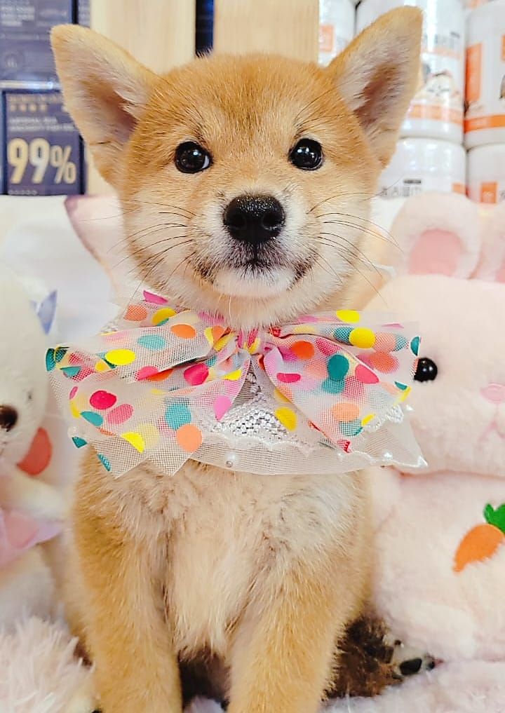 Shiba inu 柴犬