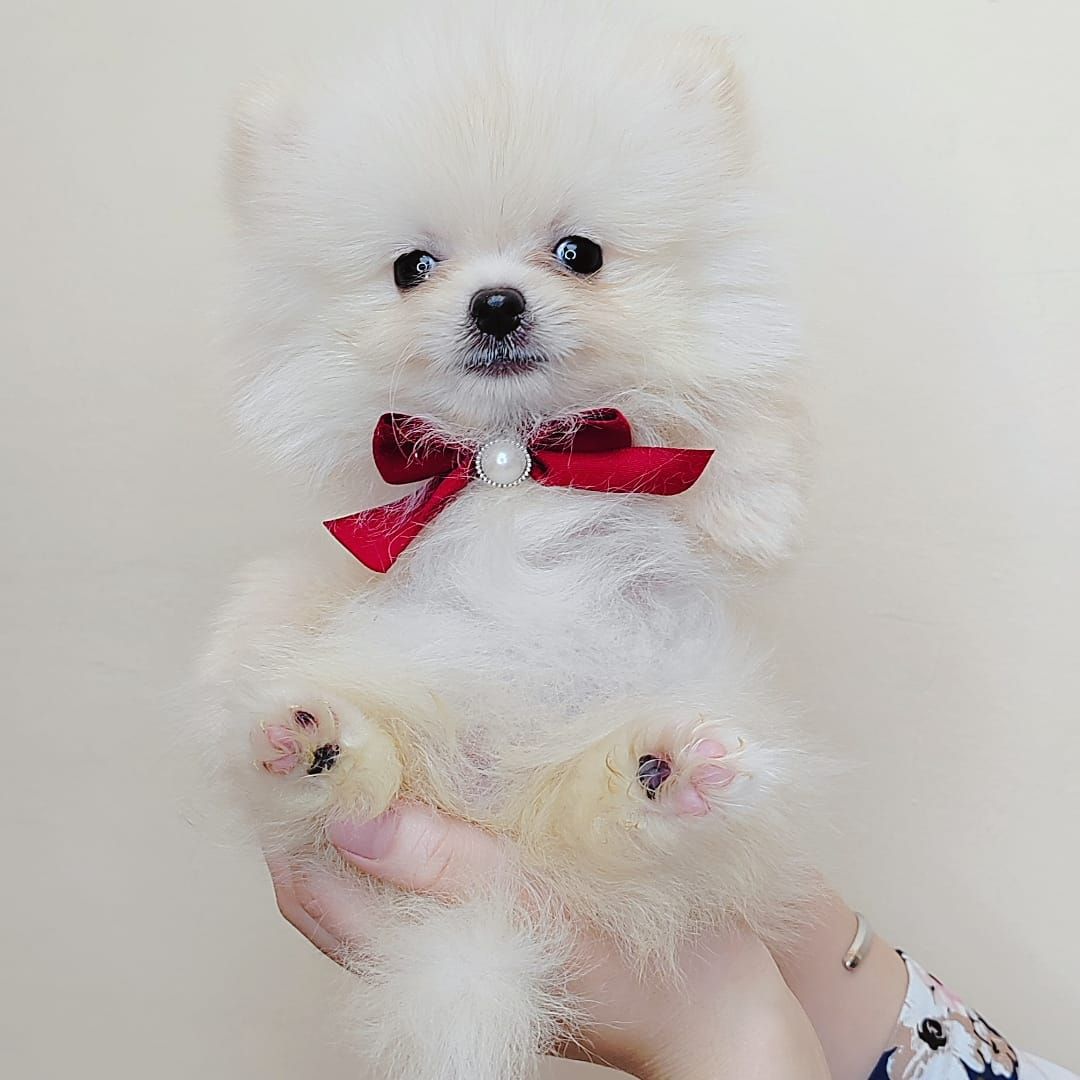 Pomeranian 博美