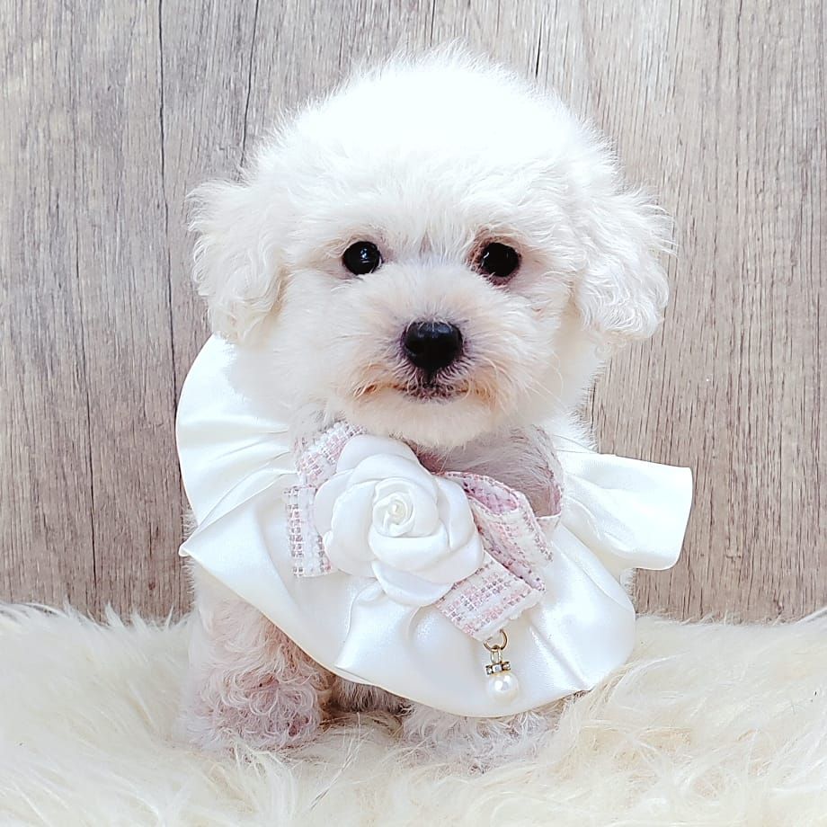 Poodle 娉拌开璐靛