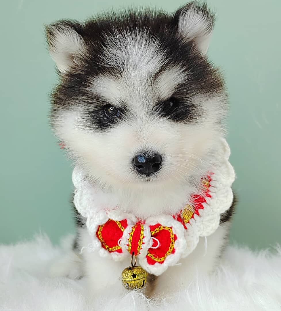 Wooly Husky 哈士奇