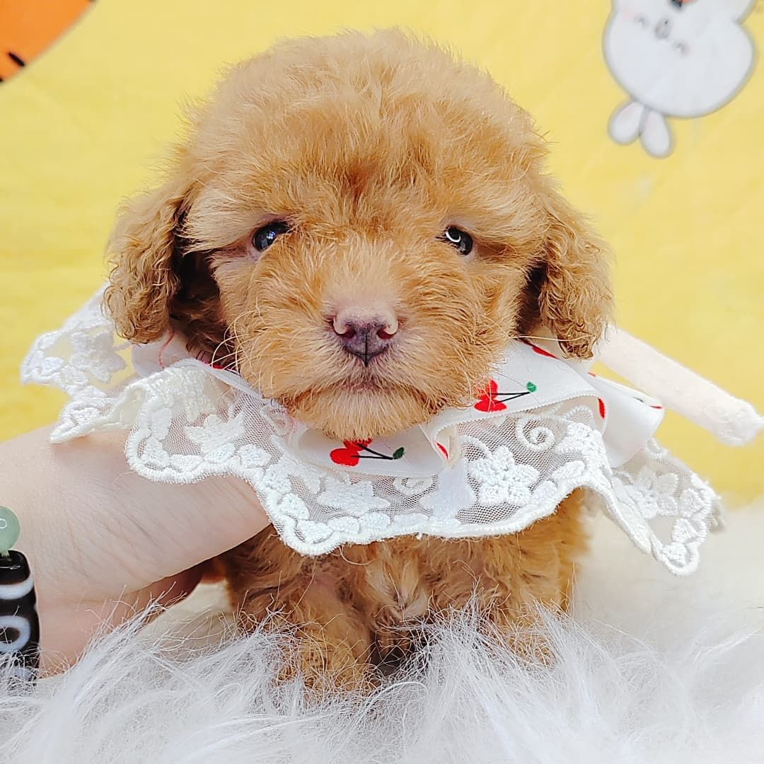 Poodle 娉拌开璐靛