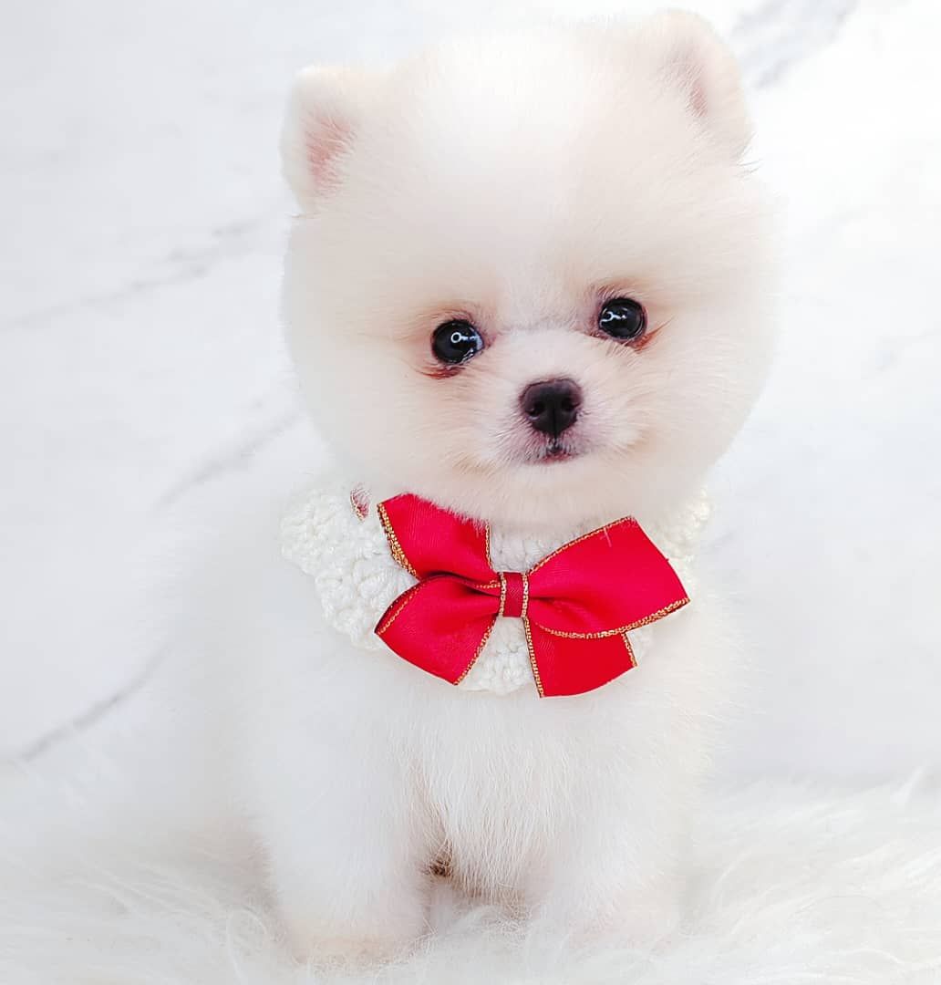 Pomeranian 博美