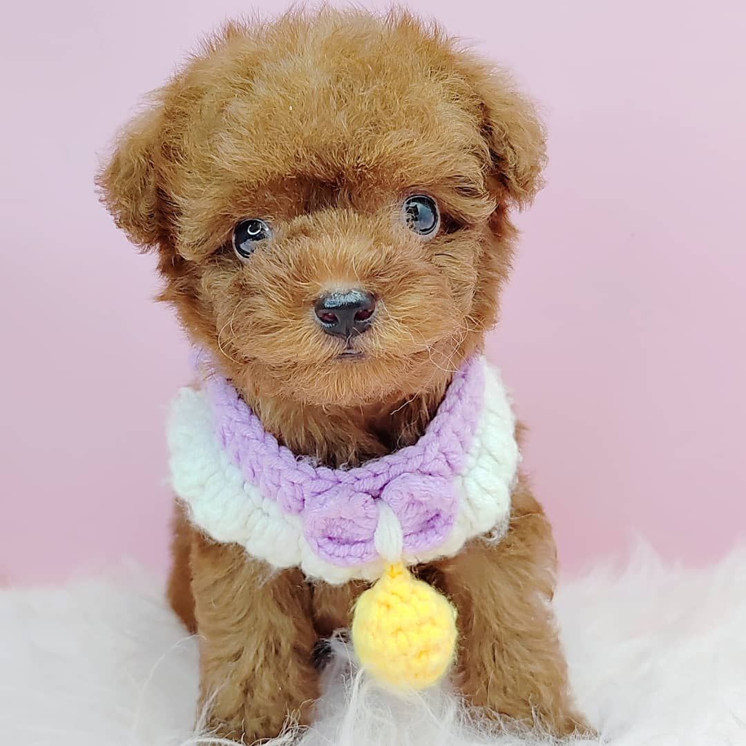 Poodle 娉拌开璐靛