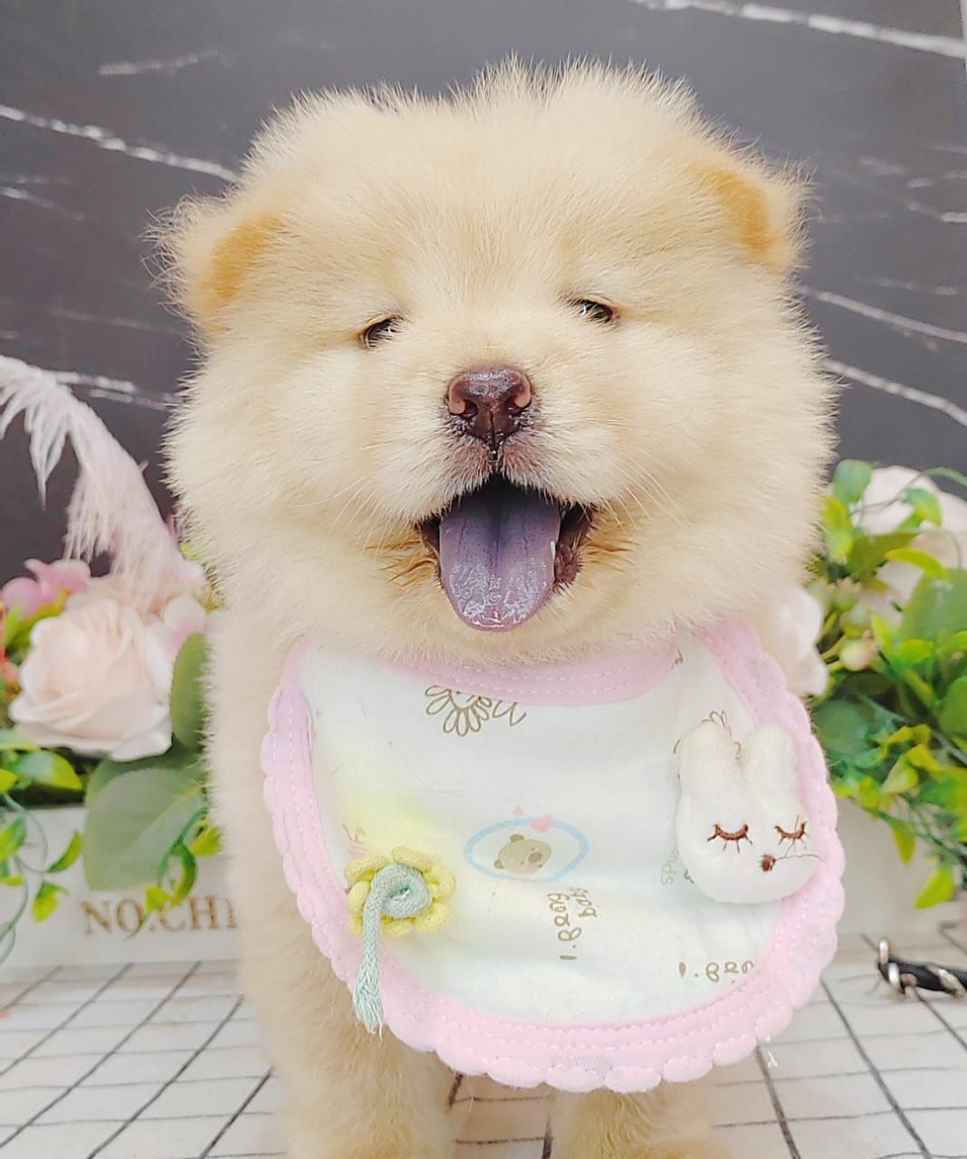  Chow Chow 松狮犬
