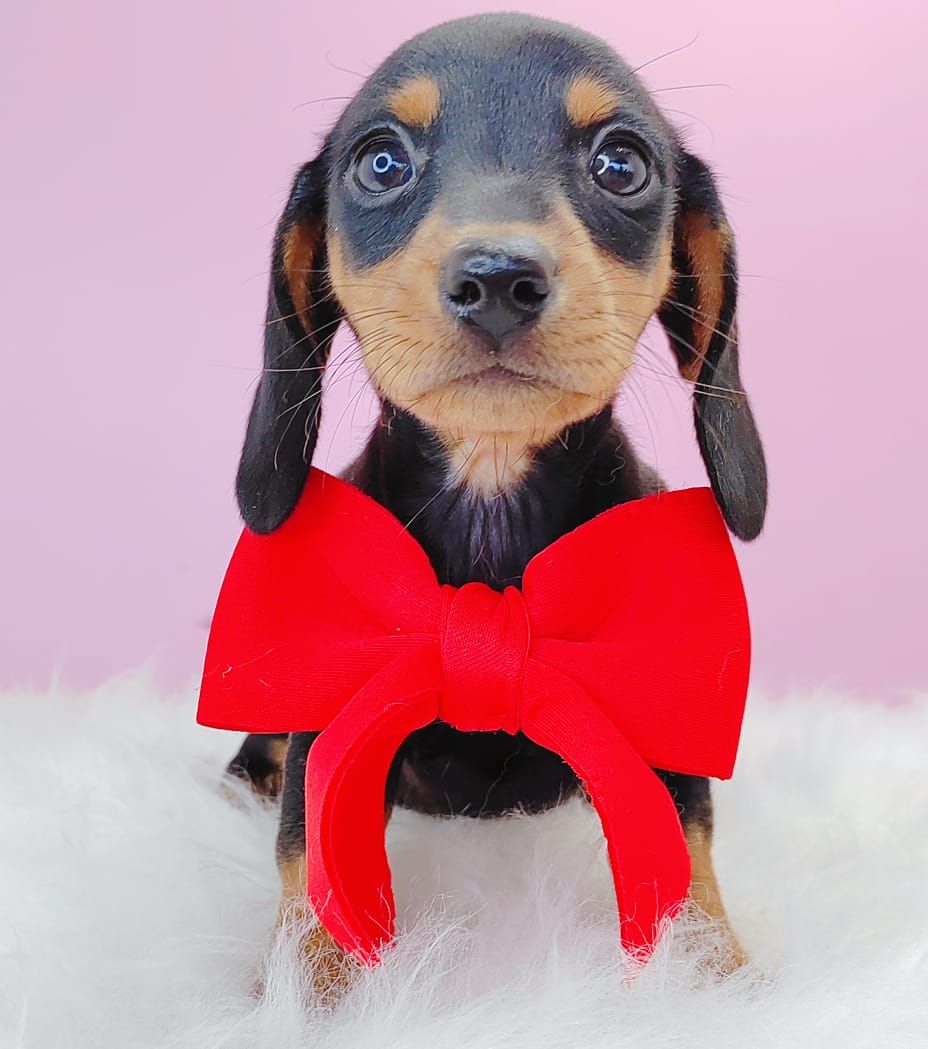 Dachshund 腊肠狗