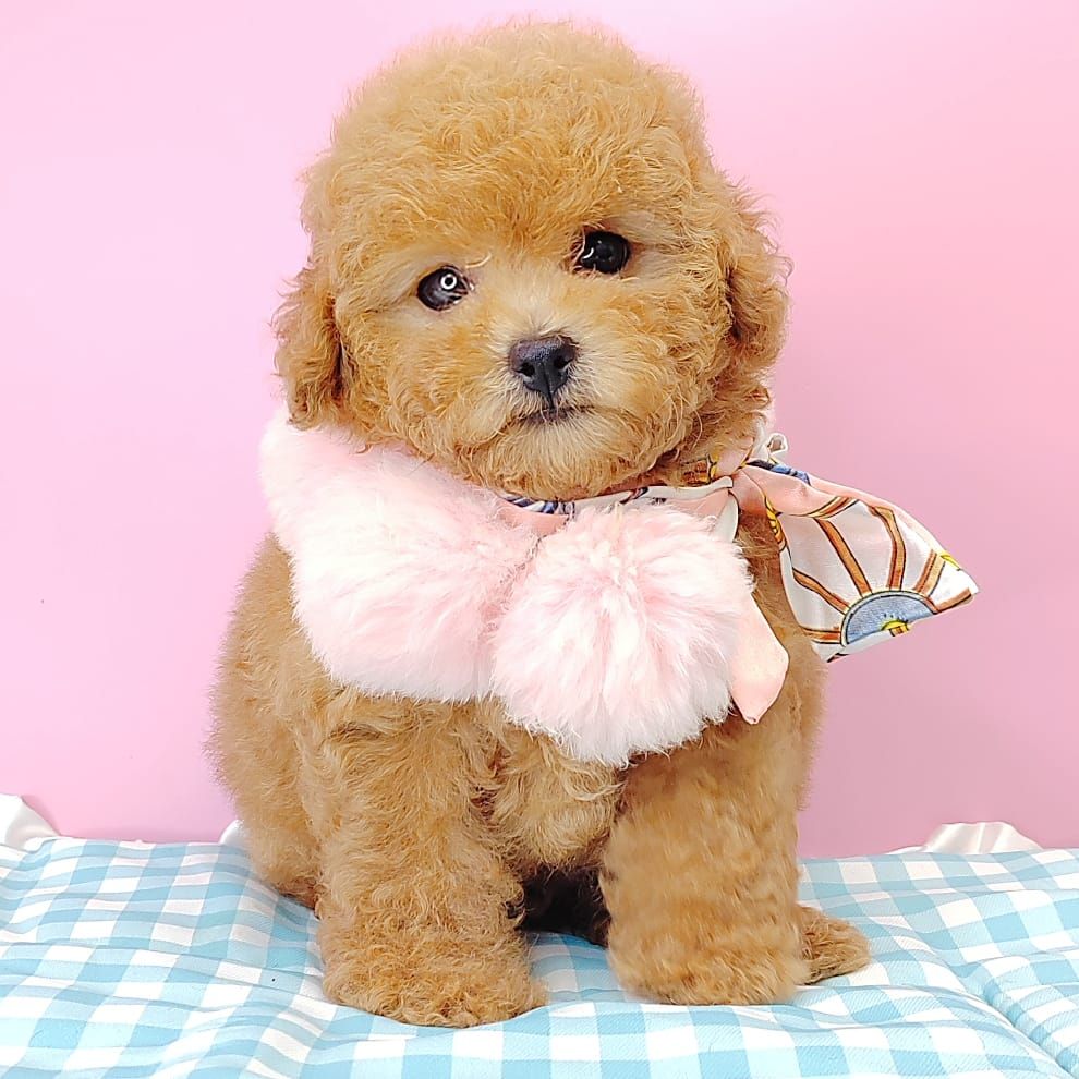Poodle 娉拌开璐靛