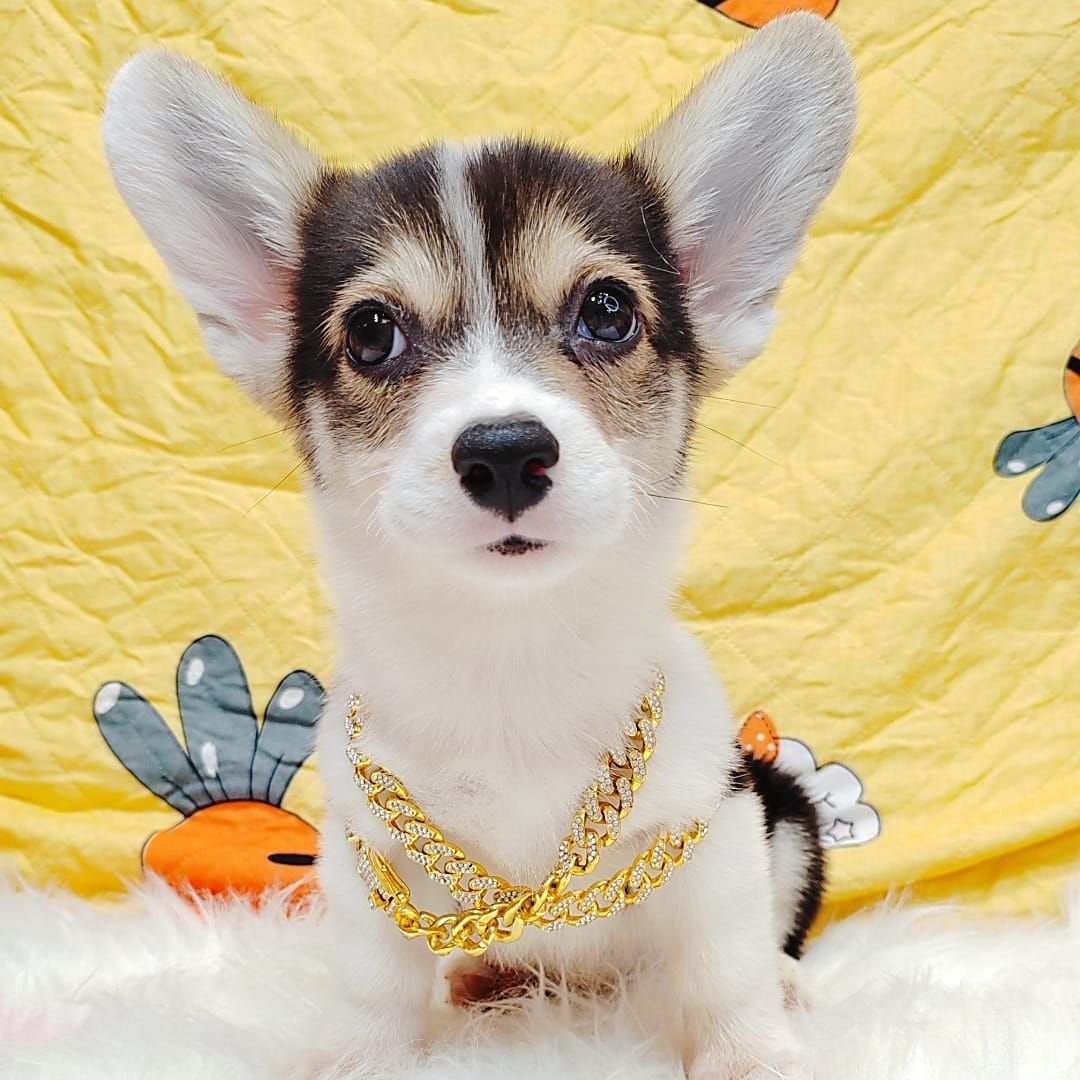 Corgi 柯基