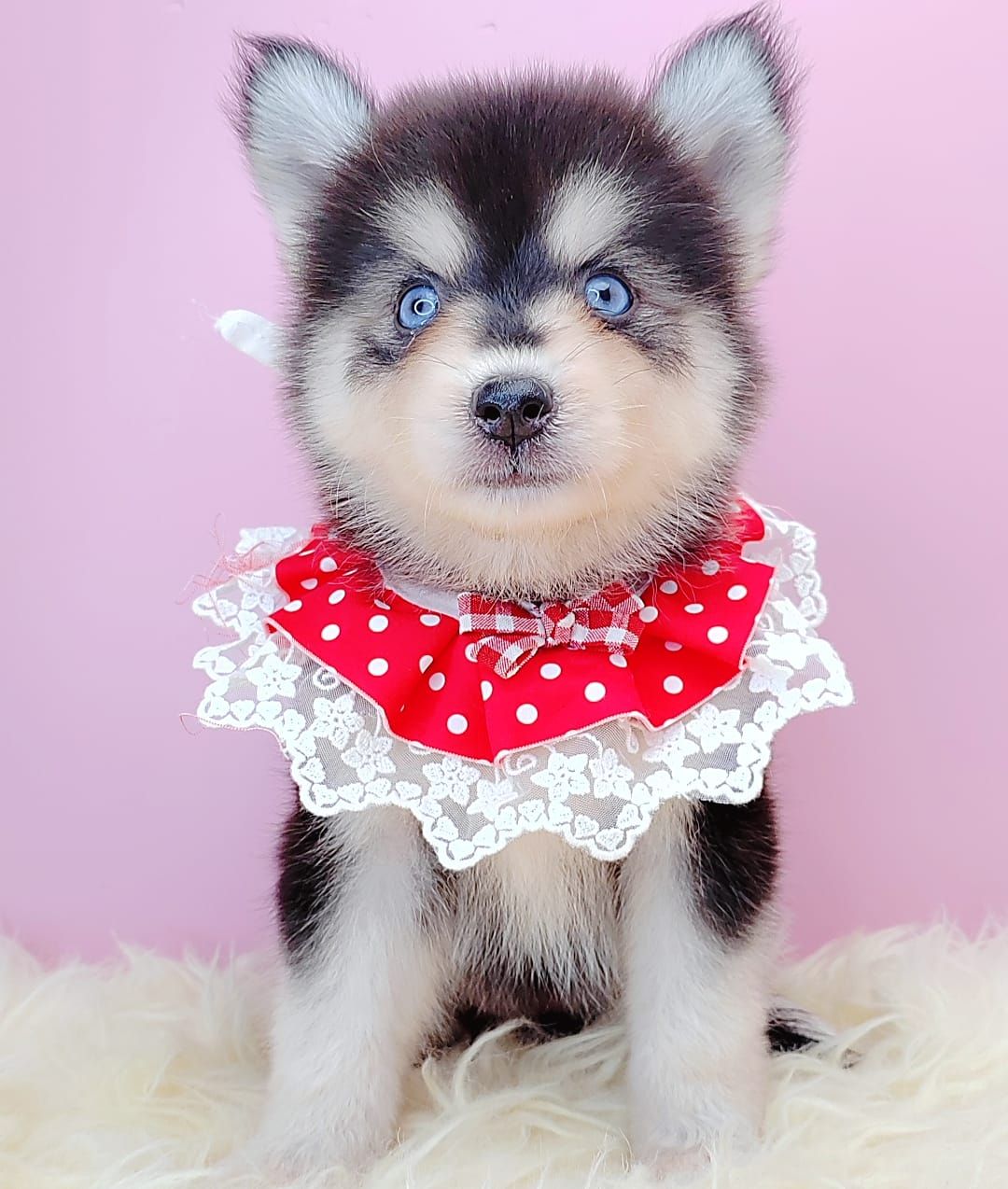  Pomsky 博士奇