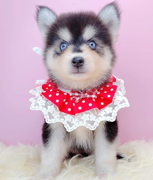  Pomsky ʿ - FURGATHER DESTINY PET HOUSE