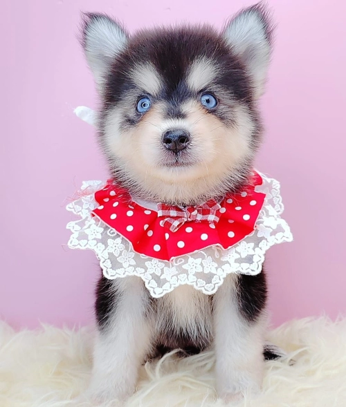  Pomsky 博士奇 - FURGATHER DESTINY PET HOUSE