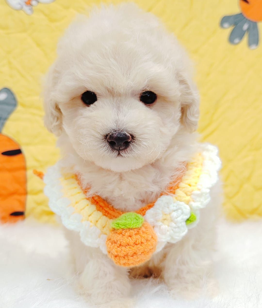 Maltipoo 马尔泰迪