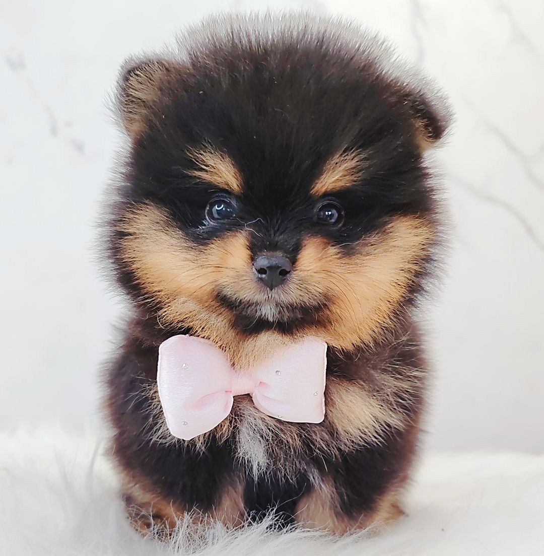 Pomeranian 博美