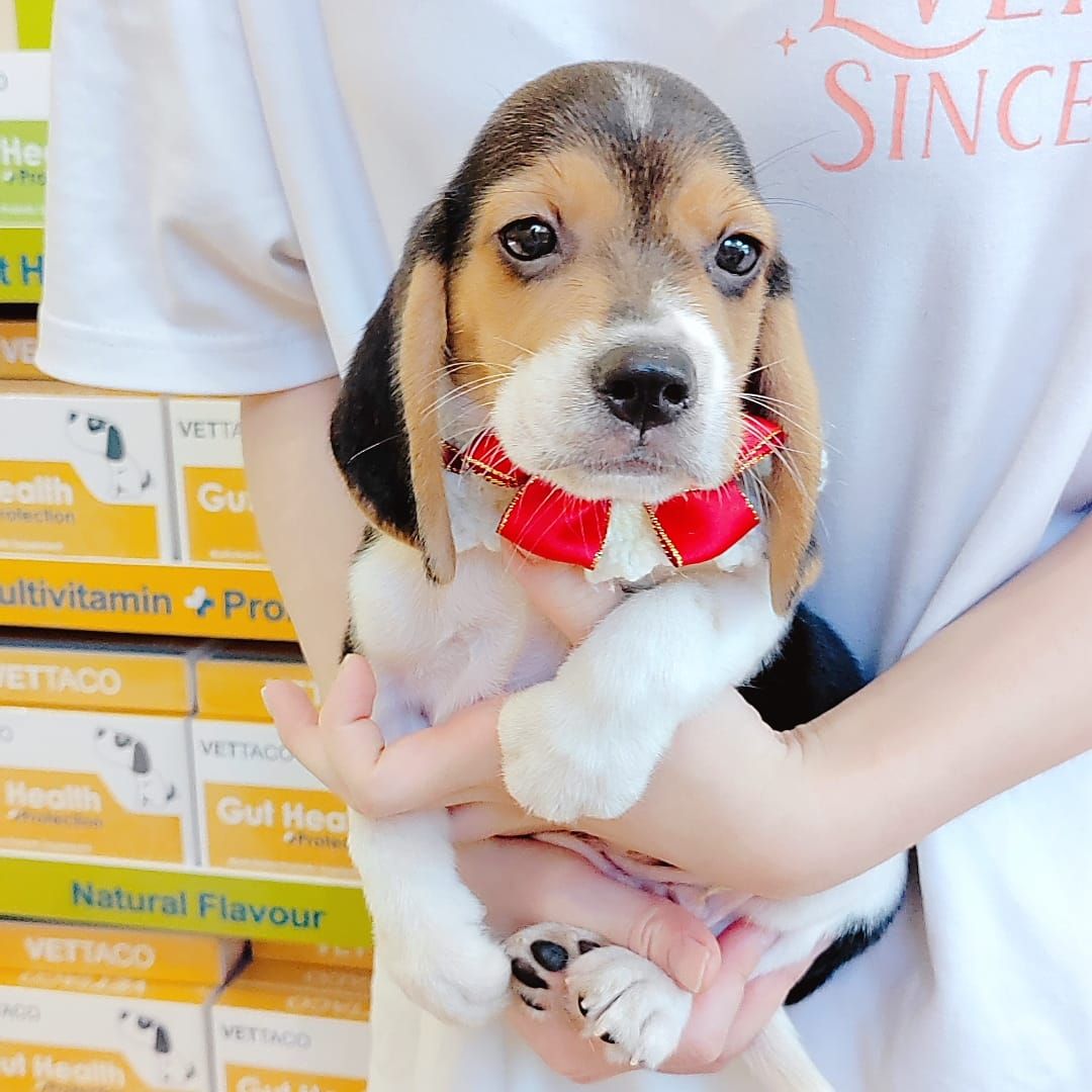 Beagle 米格鲁