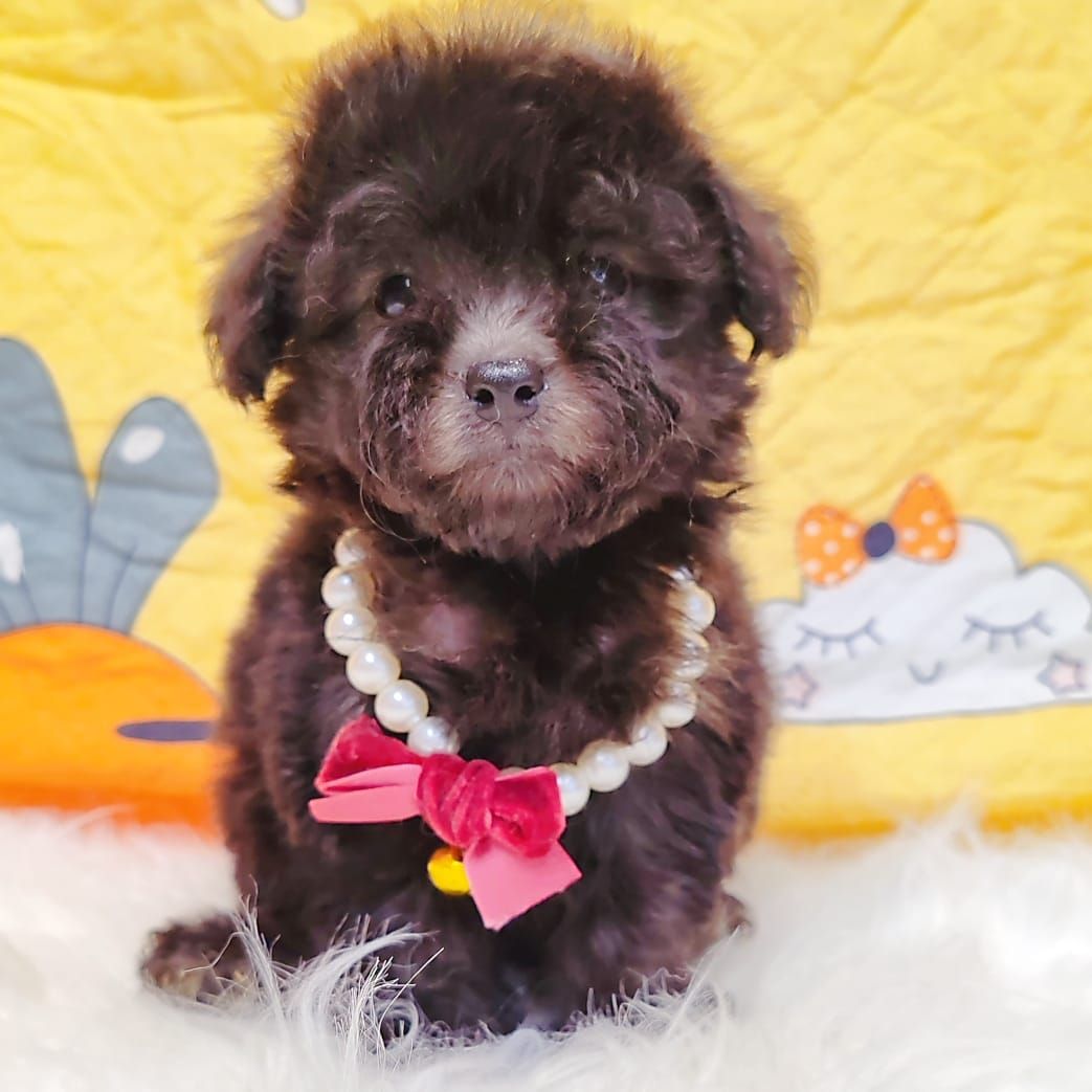 Poodle 娉拌开璐靛